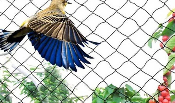 Anti Bird Nets in Thiruvananthapuram